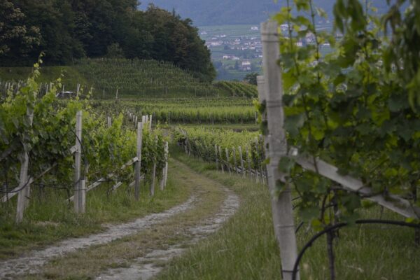 Merano e dintorni in autunno: passeggiate, cultura e benessere