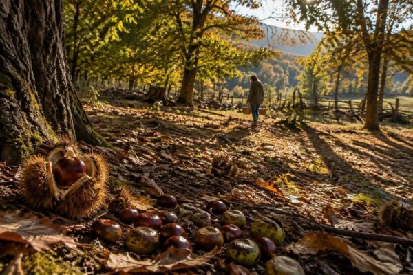Guida rapida per riconoscere castagne commestibili e semi tossici