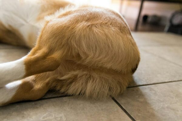 Perdita di pelo nei cani: cause e cosa fare