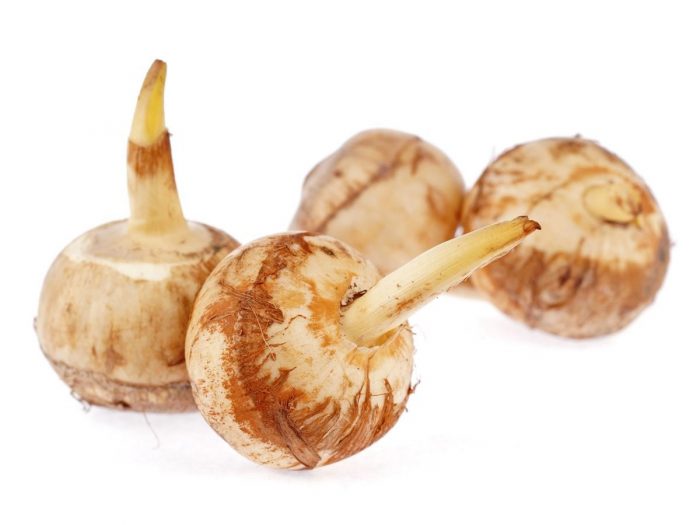 arrowroot 1