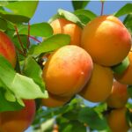 como madurar los albaricoques