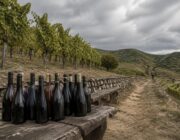 Descubre los 17 vinos premiados en Tre Bicchieri 2027 en Umbría