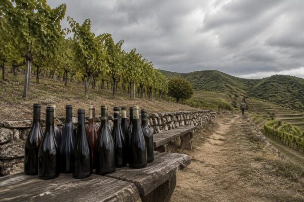Descubre los 17 vinos premiados en Tre Bicchieri 2027 en Umbría