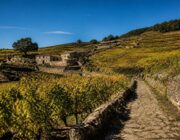 Mamojàda Vives muestra la evolución vitivinícola de la Barbagia