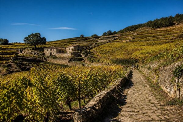 Mamojàda Vives muestra la evolución vitivinícola de la Barbagia
