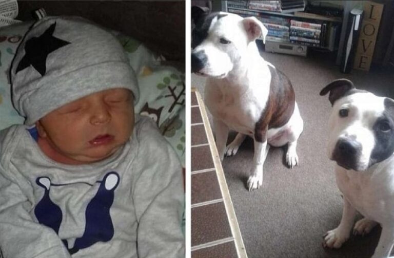 Un bebé recién nacido es atacado hasta la muerte por un perro de la familia después de que su madre se quedara dormida