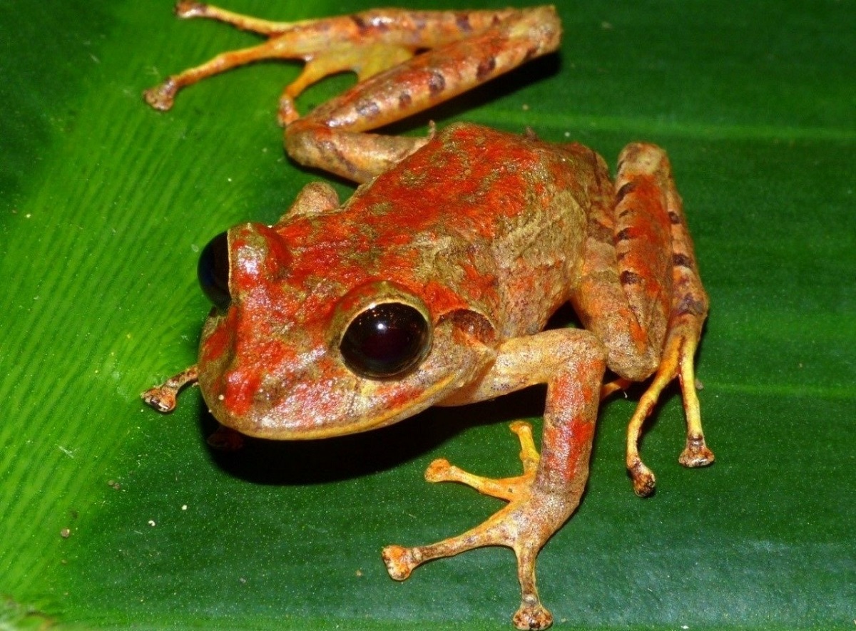 rana panama