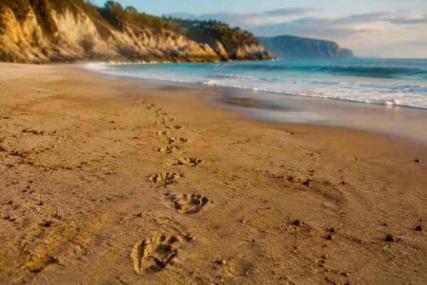 Descubre las huellas de dinosaurios en la playa de La Griega, Asturias