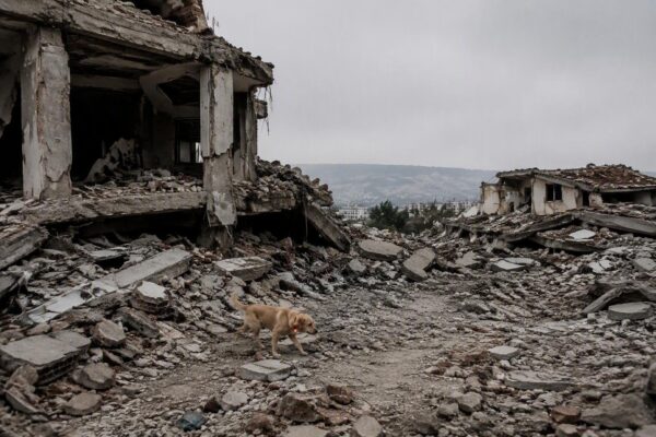 Perros rescatistas en Colombia: cómo los caninos entrenados ayudan en la emergencia tras el terremoto