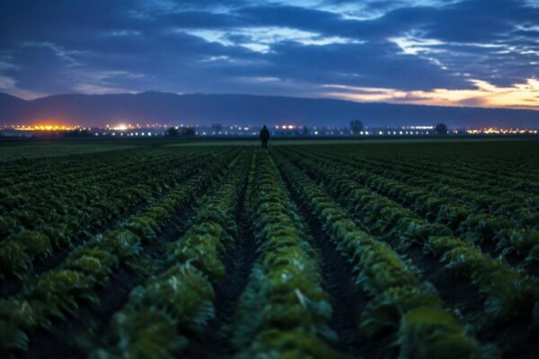 Come biostimolanti e difesa integrata stanno rivoluzionando l'agricoltura sostenibile