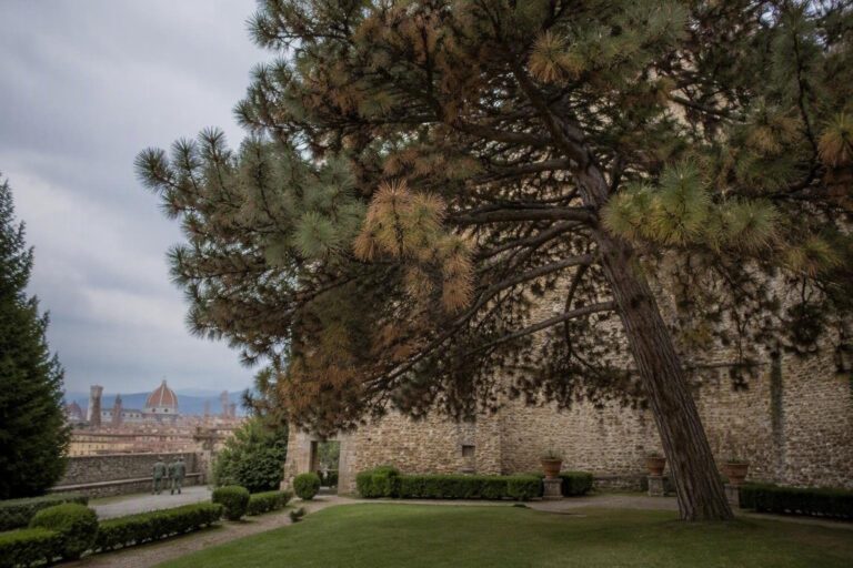 Cocciniglia tartaruga del pino a Firenze: le nuove misure fitosanitarie
