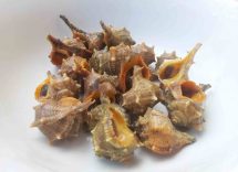 Murice o Lumaca di mare