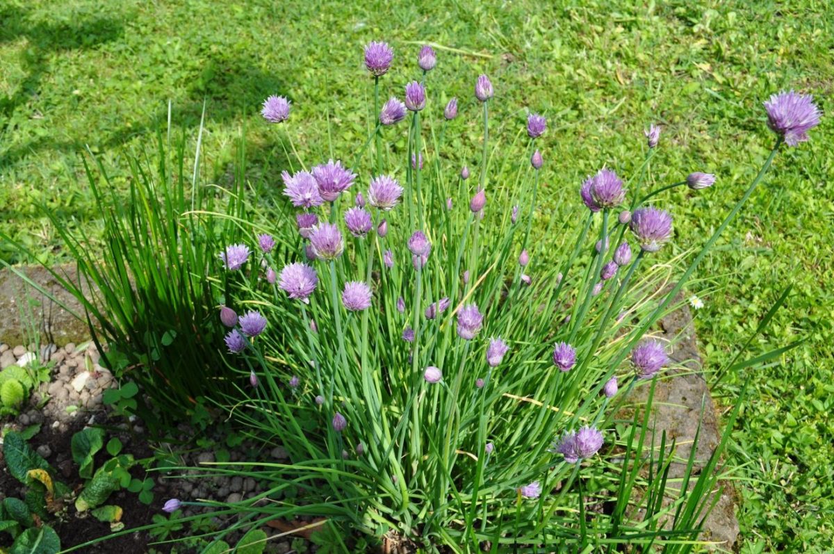 dsc 00052 1200x797