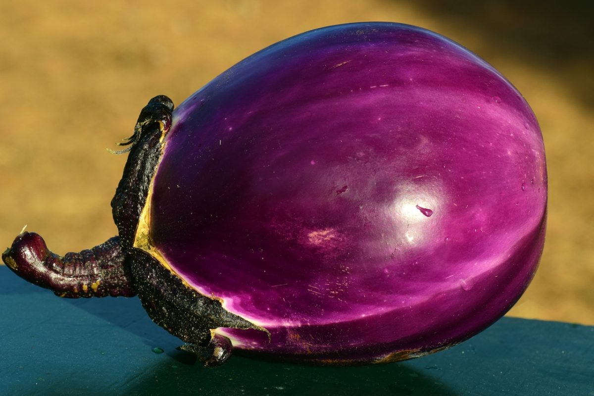 melanzana viola