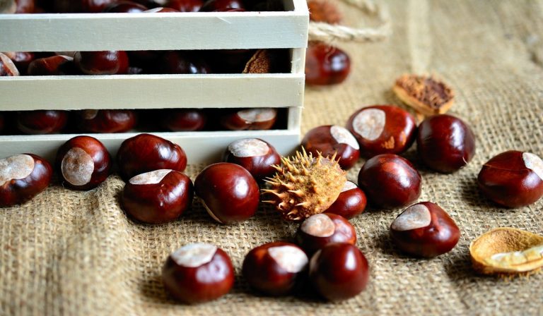 come cuocere le castagne al forno a microonde 1