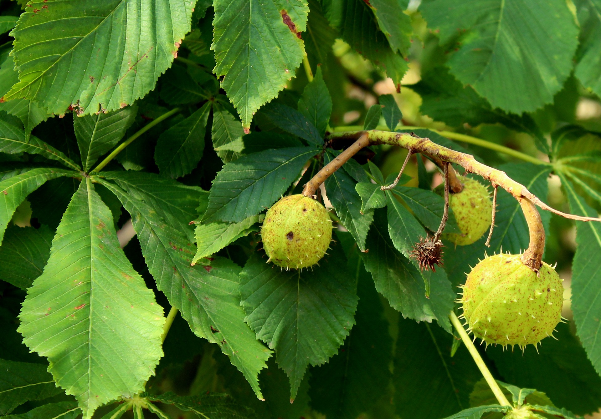 Castagne matte si possono mangiare