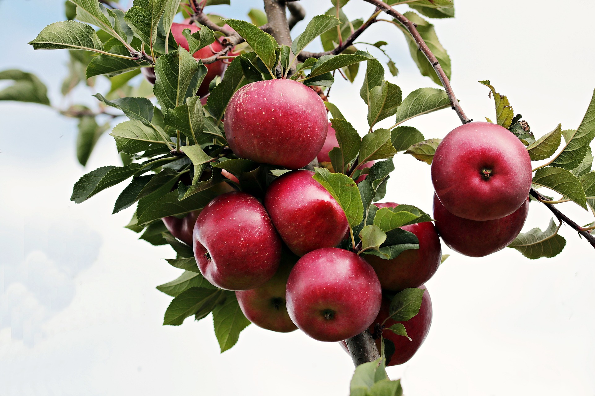 Mela Annurca valori nutrizionali
