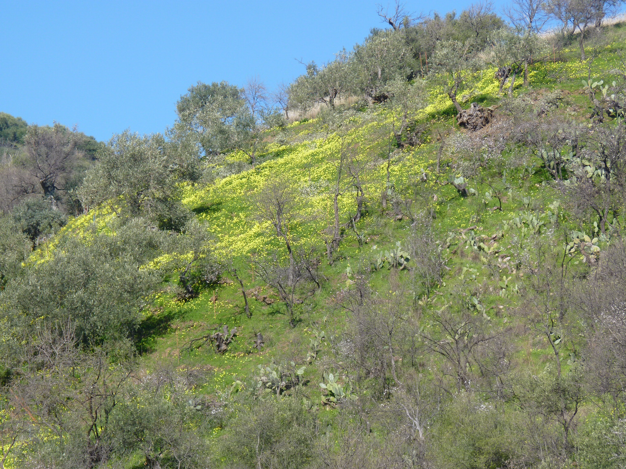Manna delle Madonie