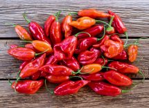 come conservare peperoncino habanero