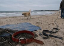 Grado, Vienna e altre mete pet-friendly per vacanze indimenticabili con il tuo cane