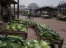 Cavolo verza di stagione: mesi consigliati per il consumo