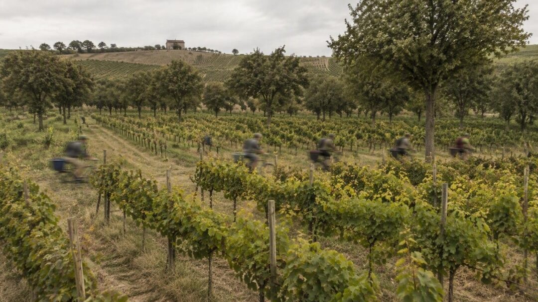 Come la vitiforestazione sta trasformando l’agricoltura italiana