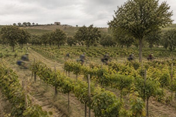 Come la vitiforestazione sta trasformando l’agricoltura italiana