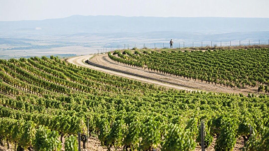 Incendi, siccità e vino: la sfida dei viticoltori al cambiamento climatico