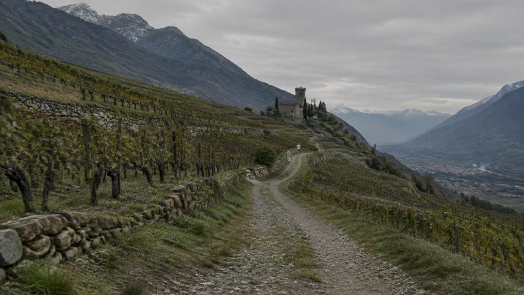 Wine Trail Valtellina 2026: gare, vino e inclusione per 4.000 runner