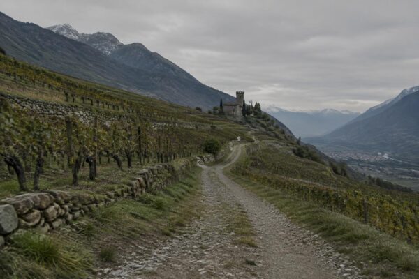Wine Trail Valtellina 2026: gare, vino e inclusione per 4.000 runner