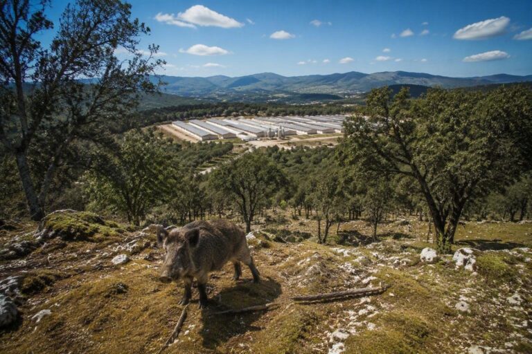 Peste suina africana: ultimi dati dal Piemonte, Liguria e Valle d’Aosta