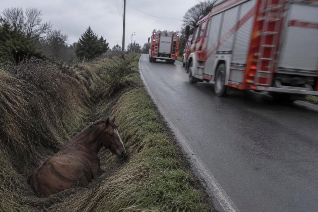 Salvataggio cavallo in fosso da parte dei pompieri di Bolzaneto