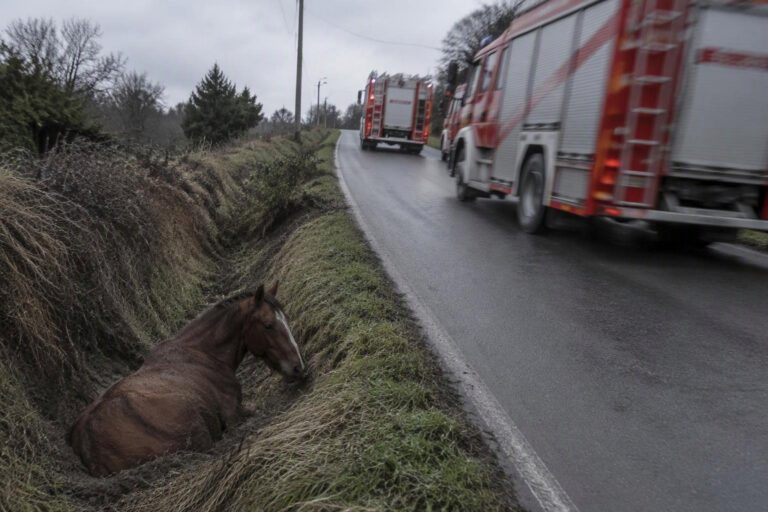 Salvataggio cavallo in fosso da parte dei pompieri di Bolzaneto