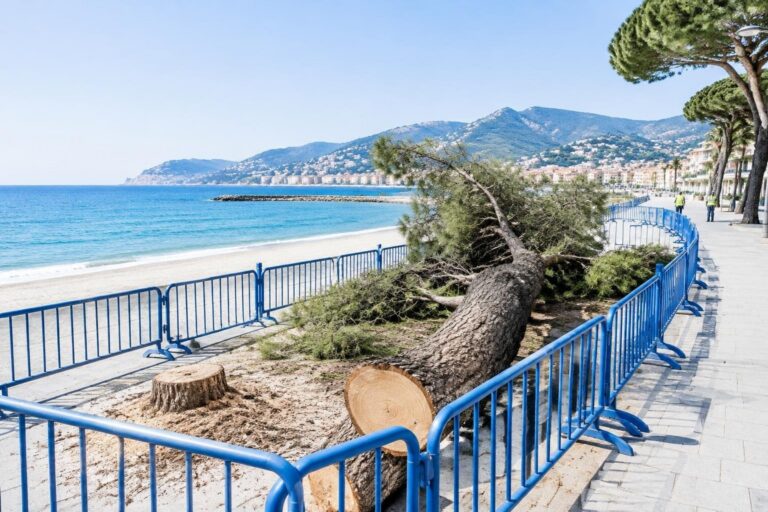 Recco: intervento sul lungomare dopo il crollo di un pino