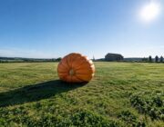 Zucca gigante: il nuovo primato uk di Ian Paton