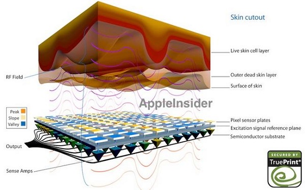 Shéma du lecteur biométrique de Apple Principe de fonctionnement du lecteur d'empreintes digitales de l'iPhone 6