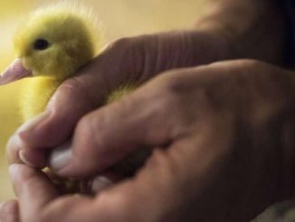 maltraitance canetons france