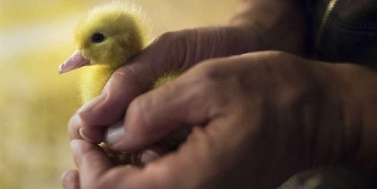 maltraitance canetons france