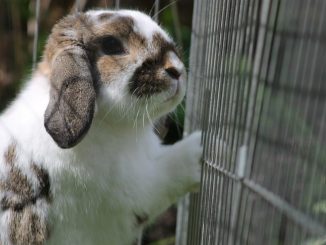 comment fabriquer cage lapin