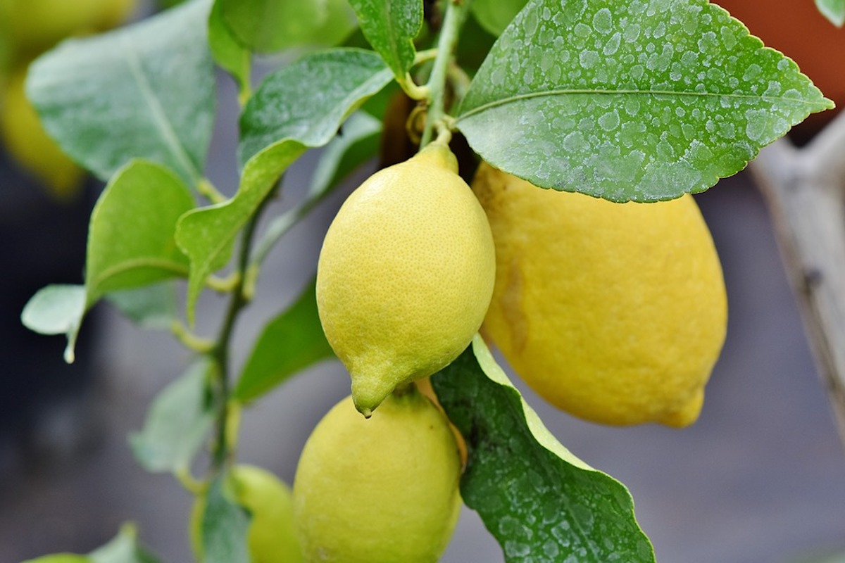 fruits nocifs santé