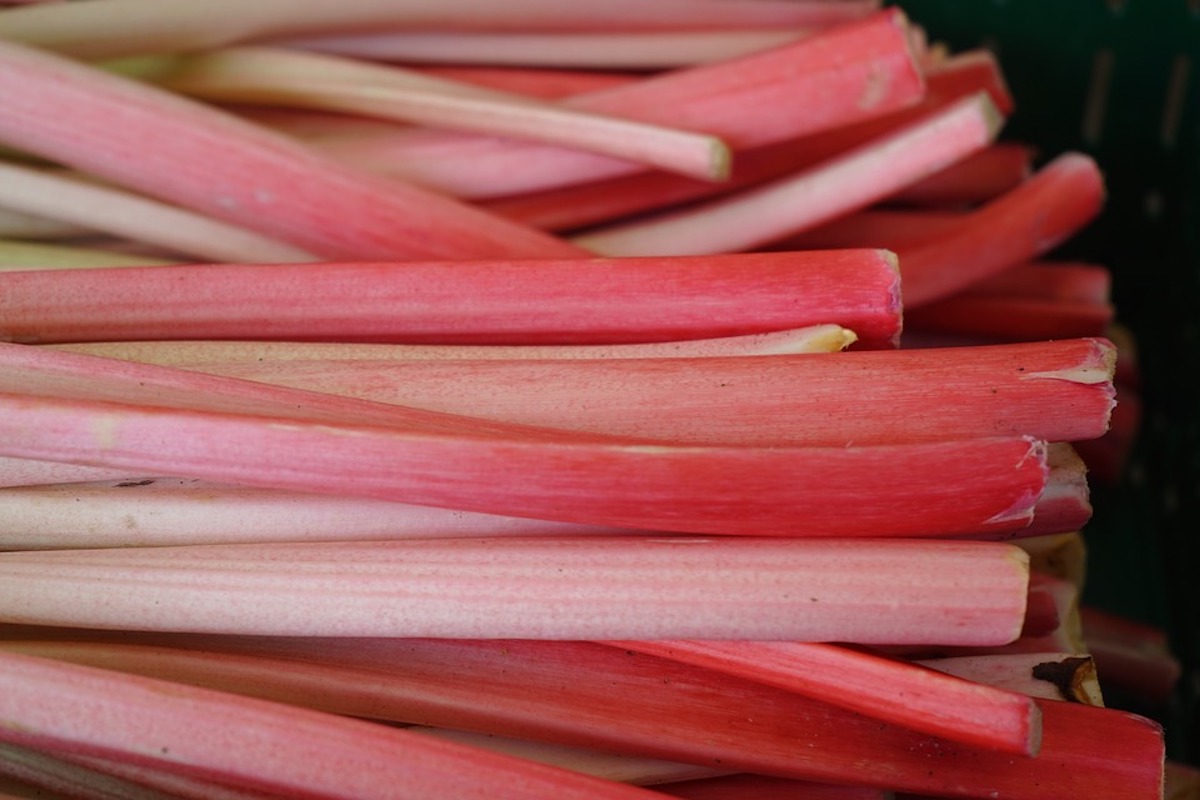rhubarbe