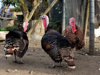 Le grippe aviaire en France.