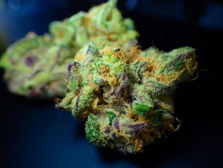 Consommation du cannabis au volant, le risque d'accident mortel augmente