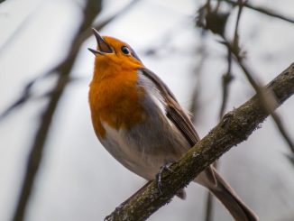 pexels pixabay 357316