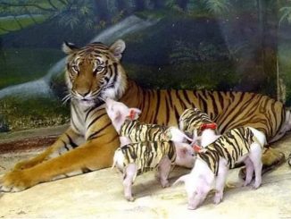 216886375 2920896501461273 6140126379803173393 n