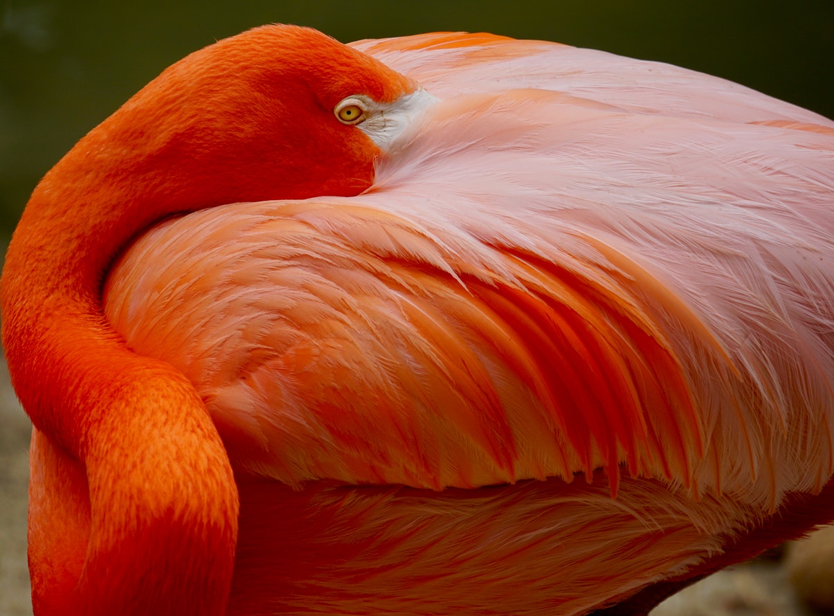 pexels cesar aguilar 1123764