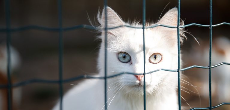 Abandons accrus des chats et des chiens