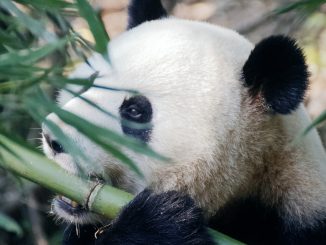 panda