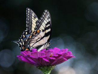 pexels jennifer murray 1067202 2