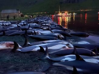 1 500 dauphins ont été tués dans les îles Féroé - un massacre qui dure depuis un certain temps. Des centaines de dauphins ont été abattus dans le cadre de la chasse aux cétacés.